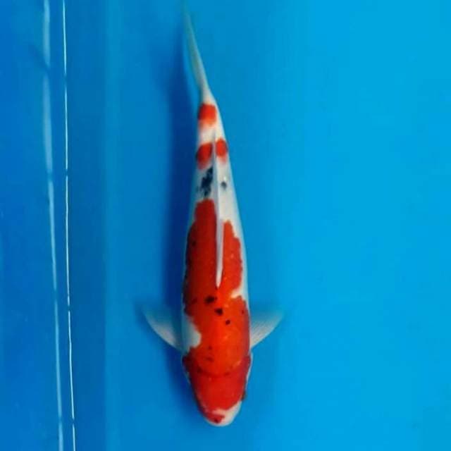 Sanke 34cm