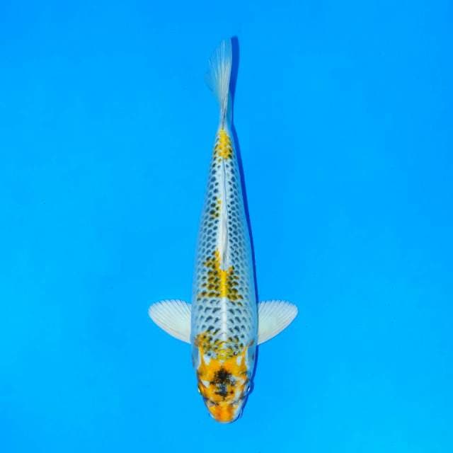 Yellow kujaku