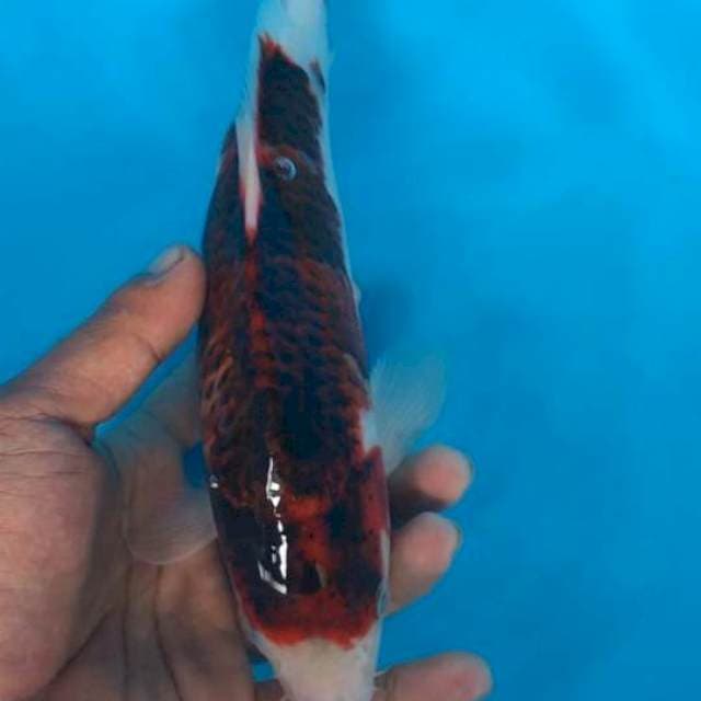 Budo goromo