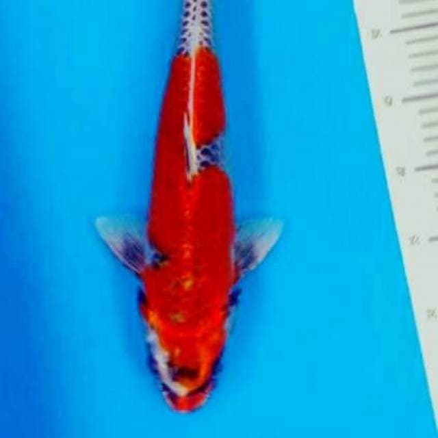 Red ghost 39xm calon