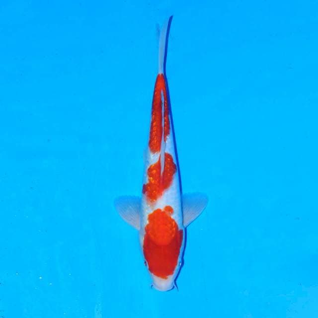 Red ginrin kohaku