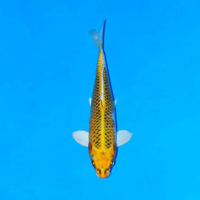 Yellow kujaku
