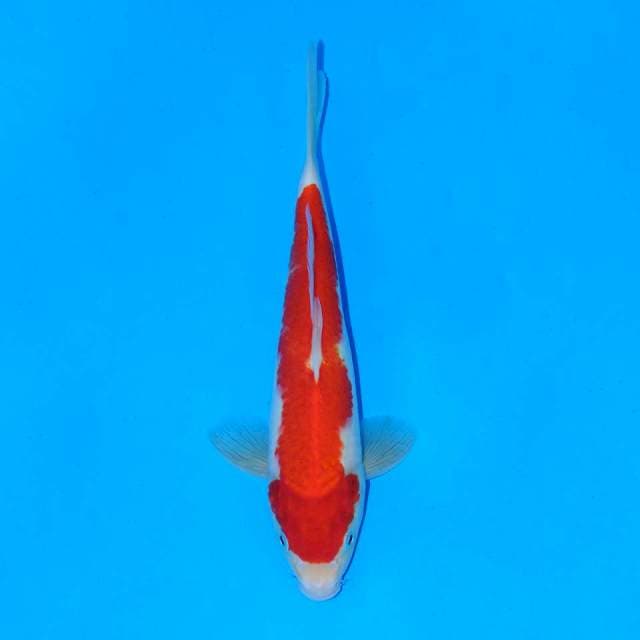 Kohaku omoyo merah
