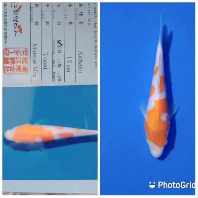 Kohaku tosai matsue farm