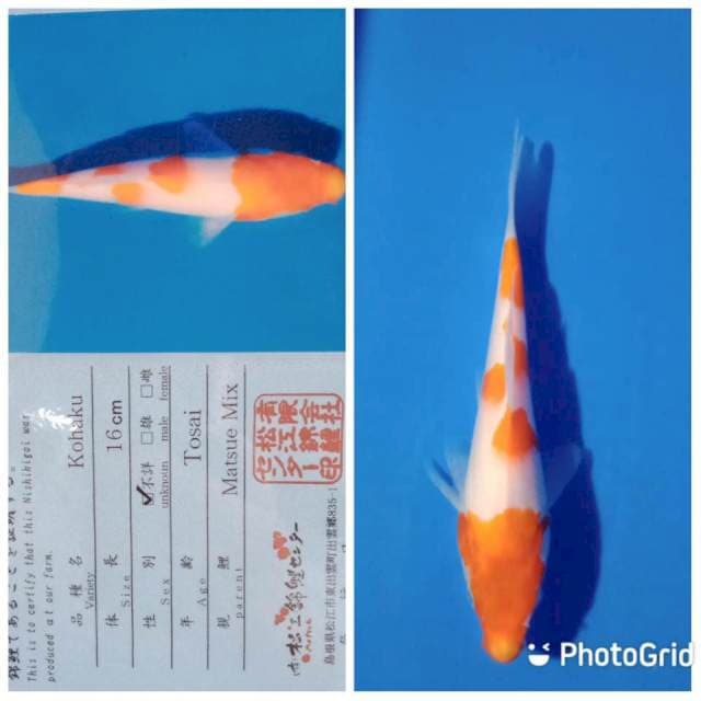 Kohaku Matsue tosai