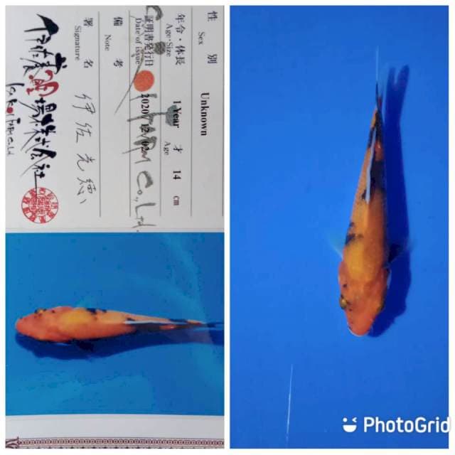 Showa tosai isa farm