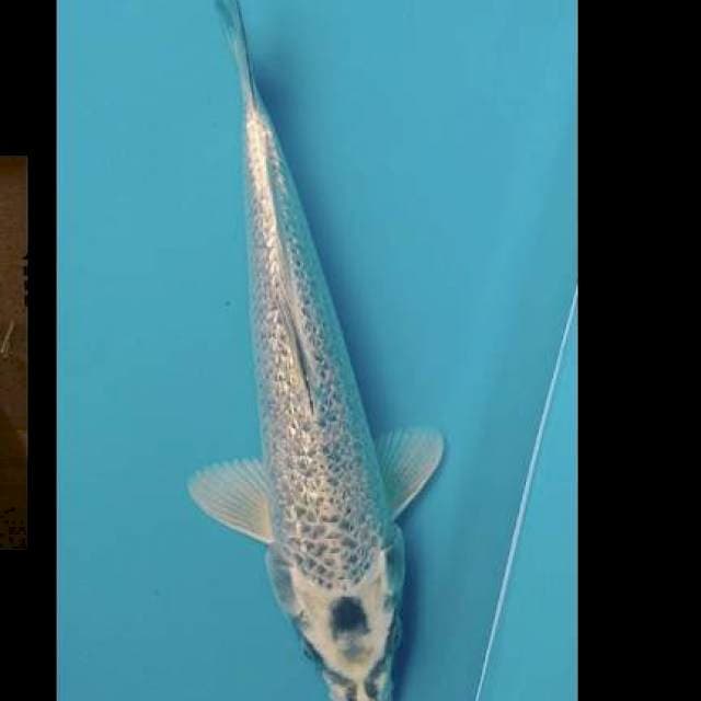 Mukasi gindrin 31cm