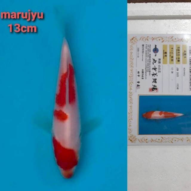 marujyu kohaku 13cm serty