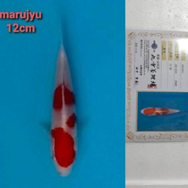 marujyu kohaku 12cm serty