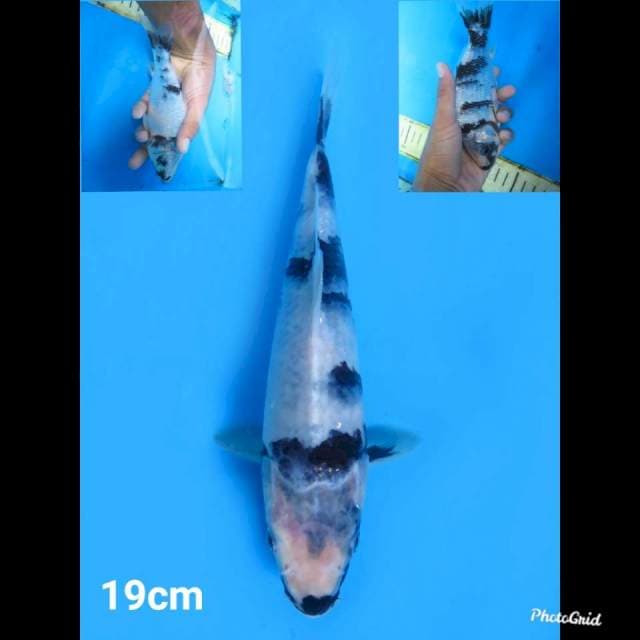 19cm Male , Shiro Tategoi 