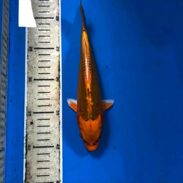 Kikokuryu, 22 cm