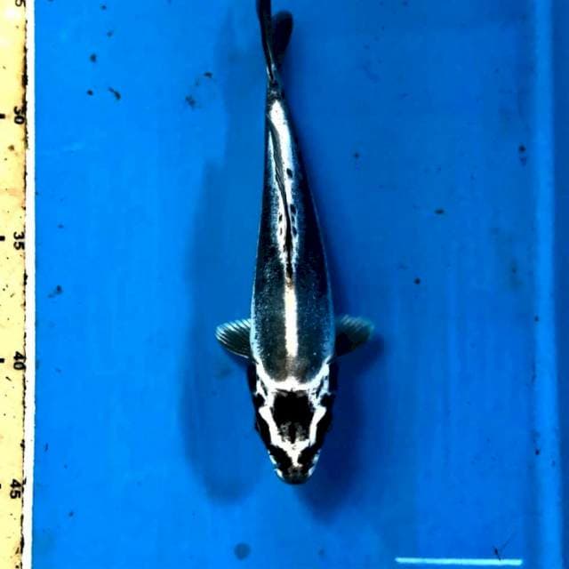 Kikokuryu, 19 cm