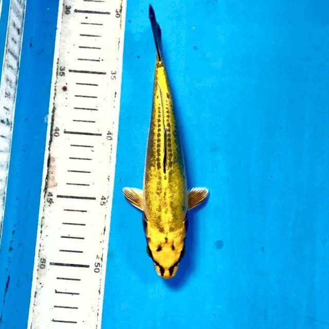 Kikokuryu, 20 cm