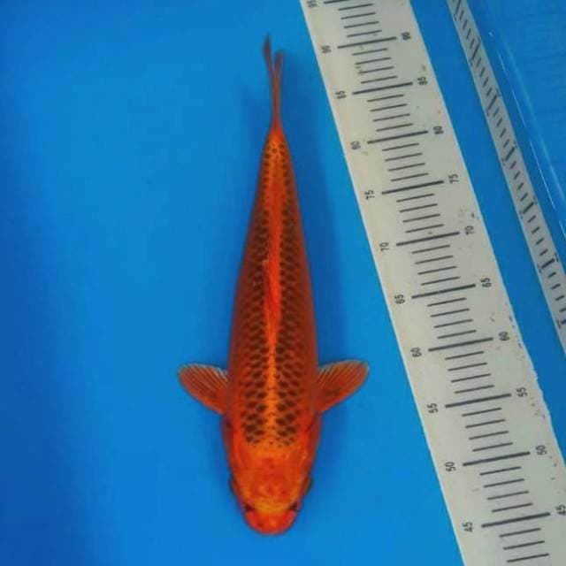 Aka matshuba 44cm