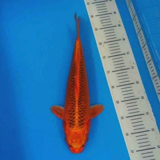 Aka matshuba 44cm