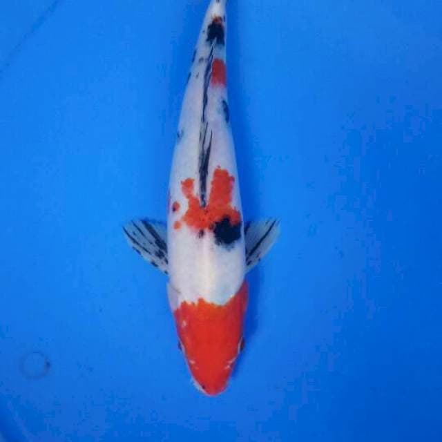 Sanke 27 cm