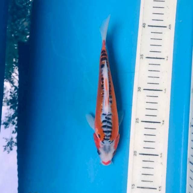 Shusui SQ, 22cm