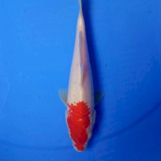 Kohaku 21 cm