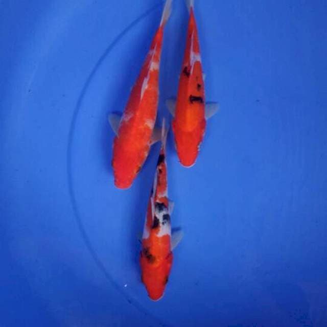 Mix koi 3 ekor