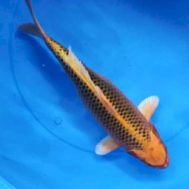 Kin matsuba