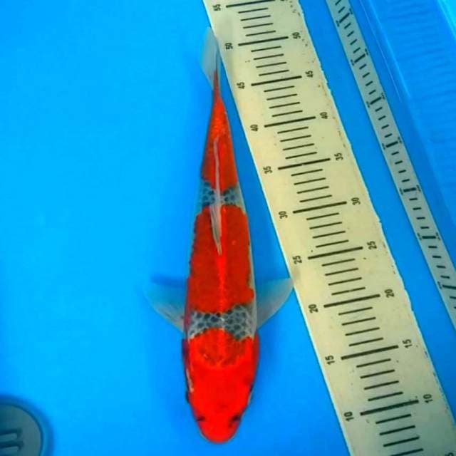 3 step red shadow 35cm