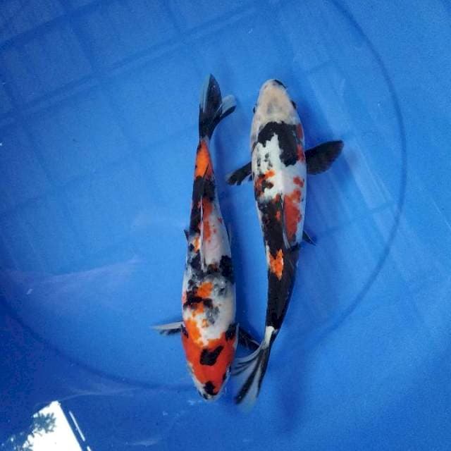 duo showa 25-27 cm
