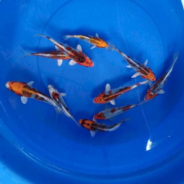 kojaku dan gosiki 15-20 cm 10 ekor