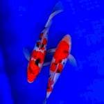 Duo shanke 28cm+-