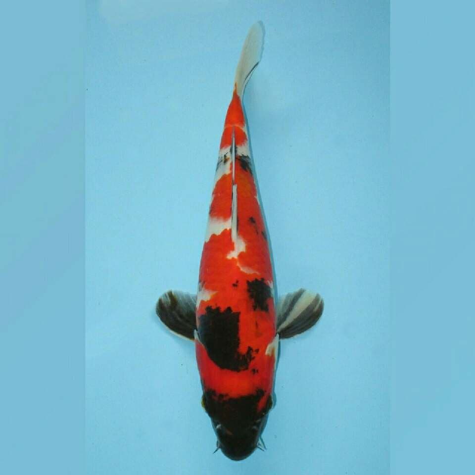 Showa 29cm