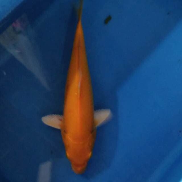 Karashi 27 cm