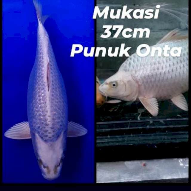 Mukasi Punuk 37cm (Gendong telur)