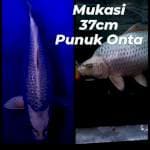 Mukasi Punuk 37cm (Gendong telur)