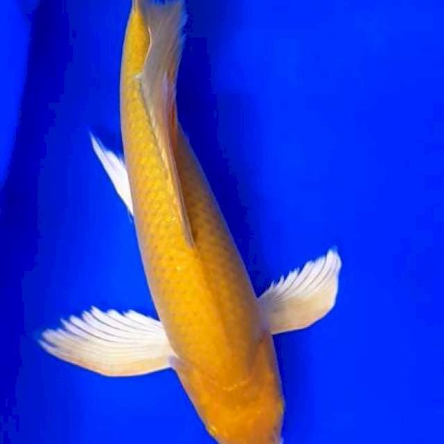 Midori Sang Penari 45cm