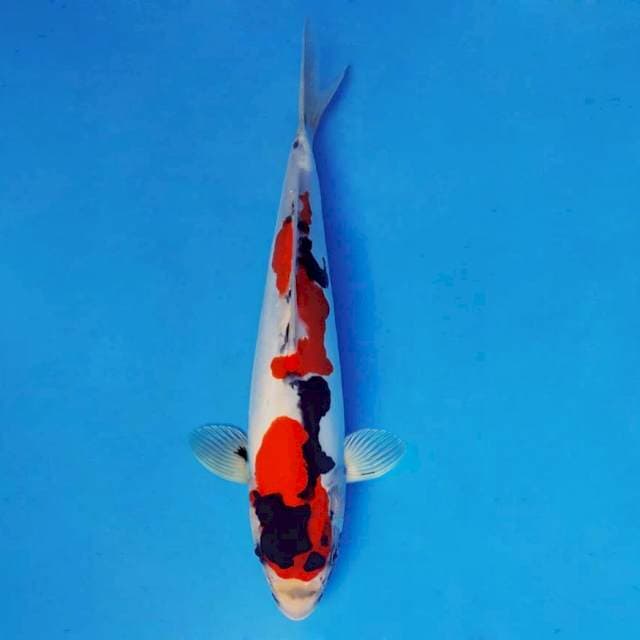 SILK KIMONO 9 ~ SHOWA DOITSU EVO ™