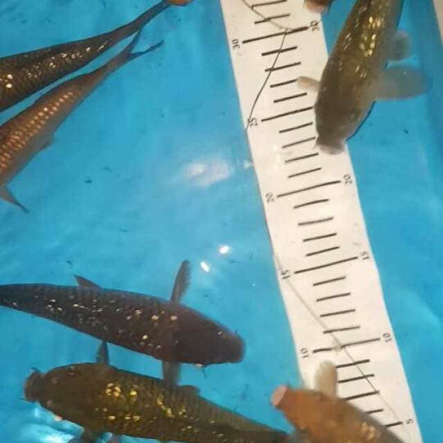 5 Ekor GR Chagoi F1 Ogata Paket 4