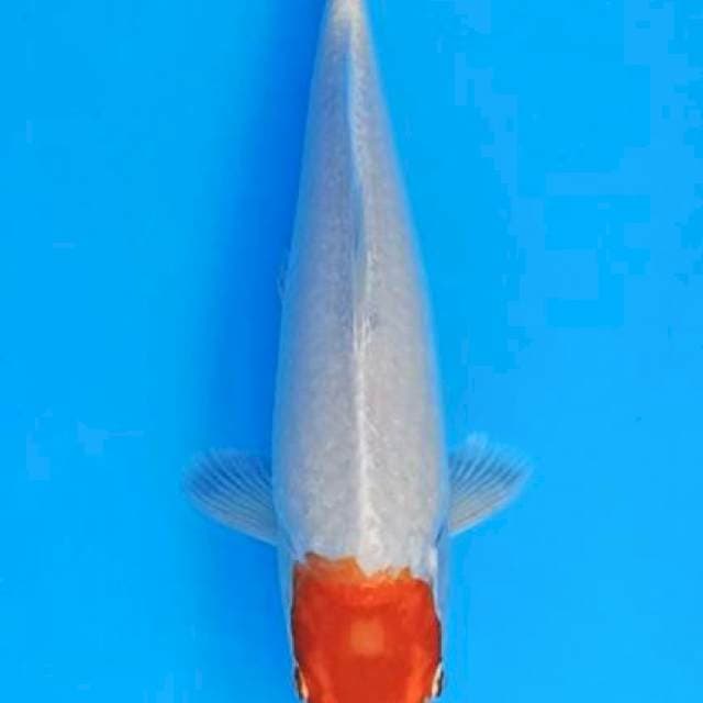 Tancho kohaku hikari 24cm
