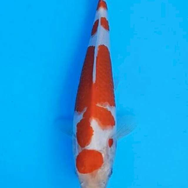Maruten kohaku red steong 24cm