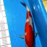 Kohaku 