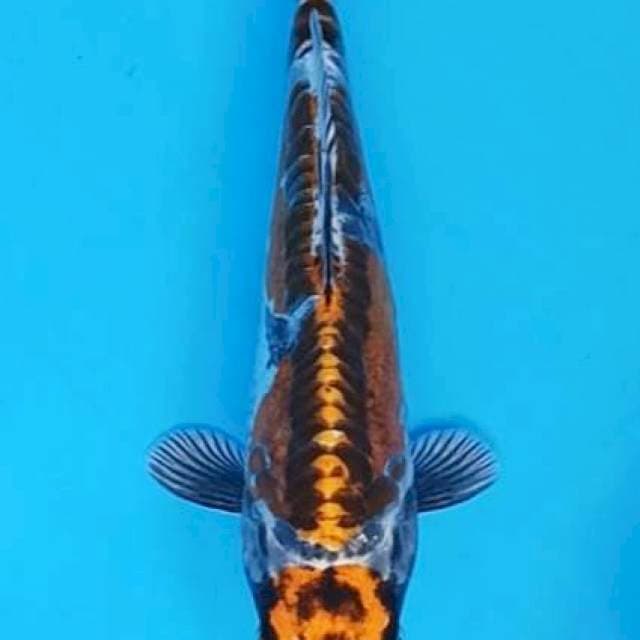 Maruten kikokuryu aragoke 24cm