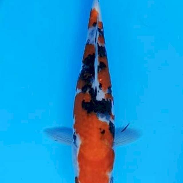 Taisho sanshoku good quality 25cm