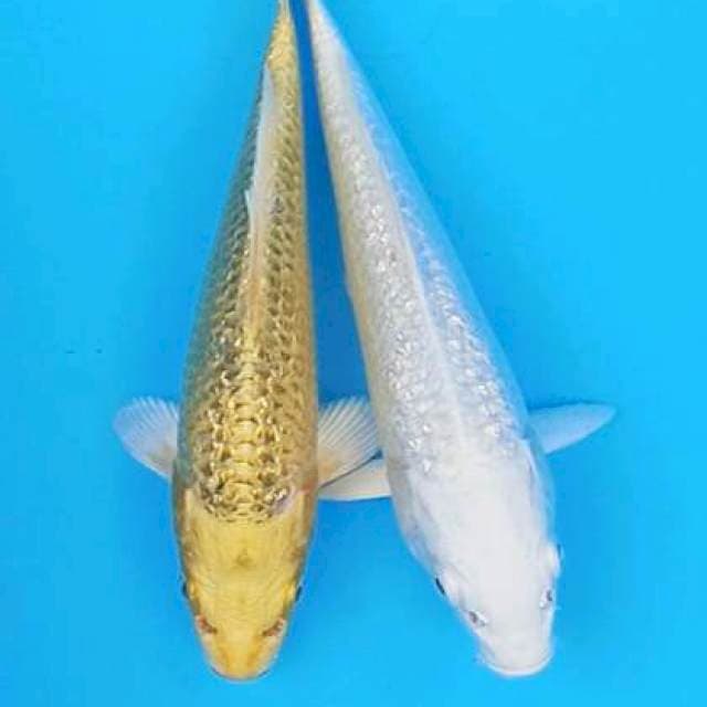 Duet Yamabuki+platinum ginrin 19-20cm