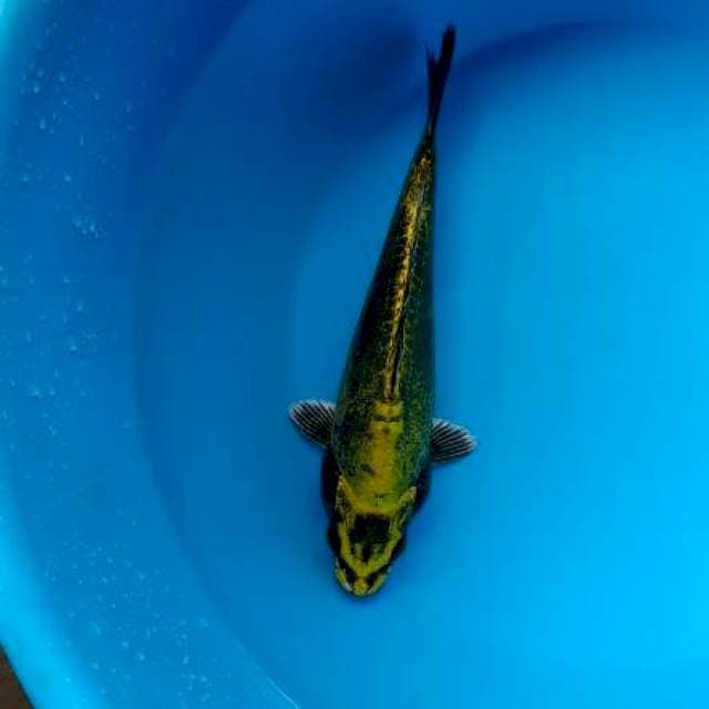 yelow sub marine 20 cm