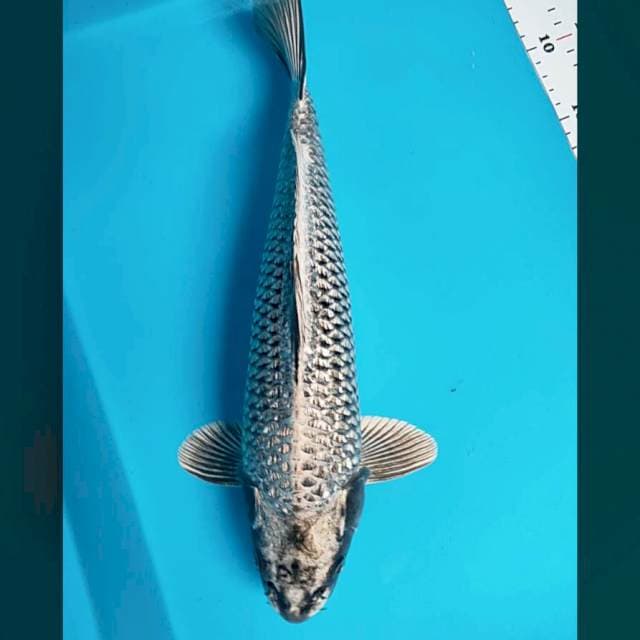 Good silver mukashi 35cm