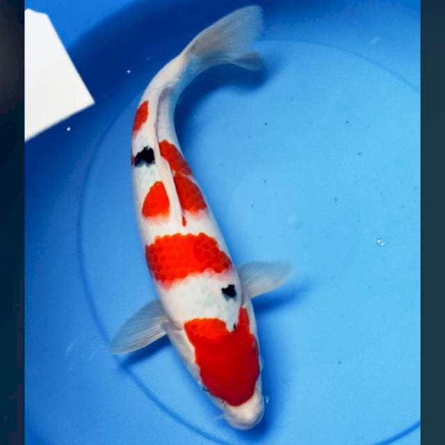 Strong sanke 36cm