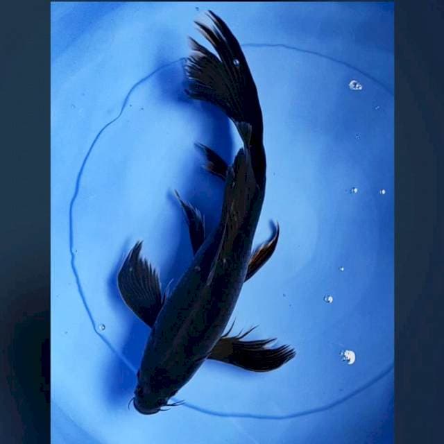 Kumpay karashu 38cm male