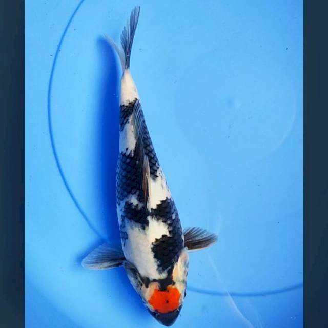 Tancho showa 27cm male