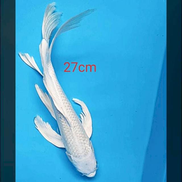 Kumpay platinum 27cm