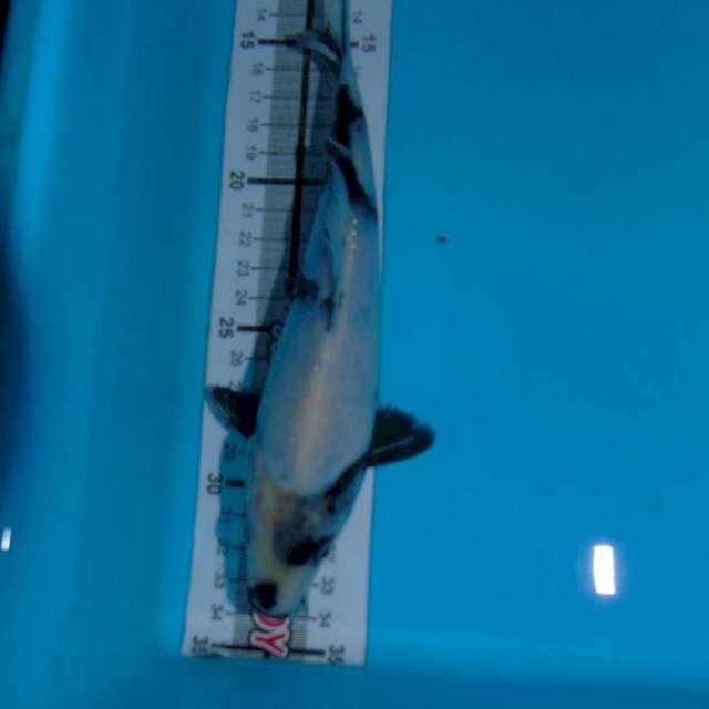 Shiro tategoi 20cm