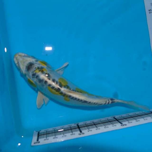 Kikokuryu 20cm