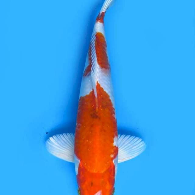 Shochikubai 31 cm